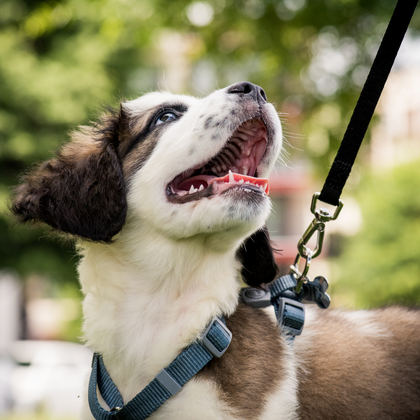 Collars/Leashes